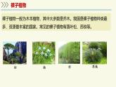 2.3.2種子植物（教學(xué)課件）——初中生物學(xué)蘇教版（2024）七年級上冊