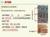 2.3.2種子植物（教學(xué)課件）——初中生物學(xué)蘇教版（2024）七年級上冊