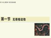 2.4.1無脊椎動物（教學(xué)課件）——初中生物學(xué)蘇教版（2024）七年級上冊