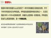 2.4.2脊椎動物-第1課時 魚（教學(xué)課件）——初中生物學(xué)蘇教版（2024）七年級上冊