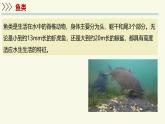 2.4.2脊椎動物-第1課時 魚（教學(xué)課件）——初中生物學(xué)蘇教版（2024）七年級上冊