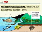 2.4.2脊椎動物-第2課時 兩棲類（教學(xué)課件）——初中生物學(xué)蘇教版（2024）七年級上冊