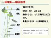 2.4.2脊椎動物-第2課時 兩棲類（教學(xué)課件）——初中生物學(xué)蘇教版（2024）七年級上冊