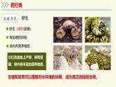 2.4.2脊椎動物-第3課時 爬行類（教學(xué)課件）——初中生物學(xué)蘇教版（2024）七年級上冊