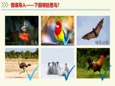 2.4.2脊椎動物-第4課時 鳥類和哺乳類（教學(xué)課件）——初中生物學(xué)蘇教版（2024）七年級上冊