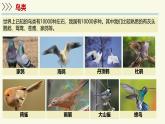 2.4.2脊椎動物-第4課時 鳥類和哺乳類（教學(xué)課件）——初中生物學(xué)蘇教版（2024）七年級上冊
