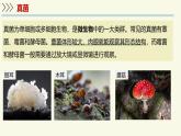 2.5.1真菌、細(xì)菌和病毒-第1課時 真菌（教學(xué)課件）——初中生物學(xué)蘇教版（2024）七年級上冊