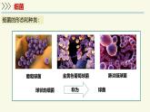 2.5.1真菌、細(xì)菌和病毒-第2課時 細(xì)菌（教學(xué)課件）——初中生物學(xué)蘇教版（2024）七年級上冊