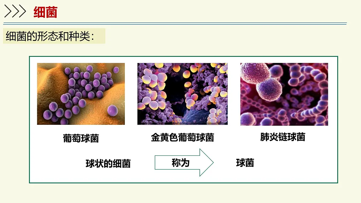 2.5.1真菌、细菌和病毒-第2课时 细菌（教学课件）——初中生物学苏教版（2024）七年级上册第4页