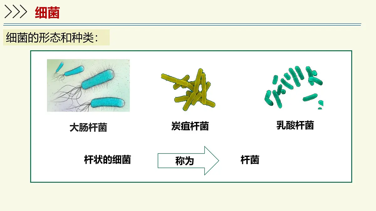 2.5.1真菌、细菌和病毒-第2课时 细菌（教学课件）——初中生物学苏教版（2024）七年级上册第5页