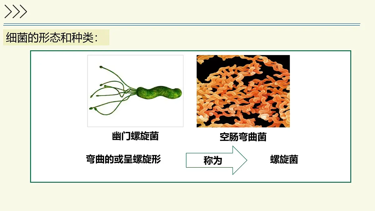 2.5.1真菌、细菌和病毒-第2课时 细菌（教学课件）——初中生物学苏教版（2024）七年级上册第6页