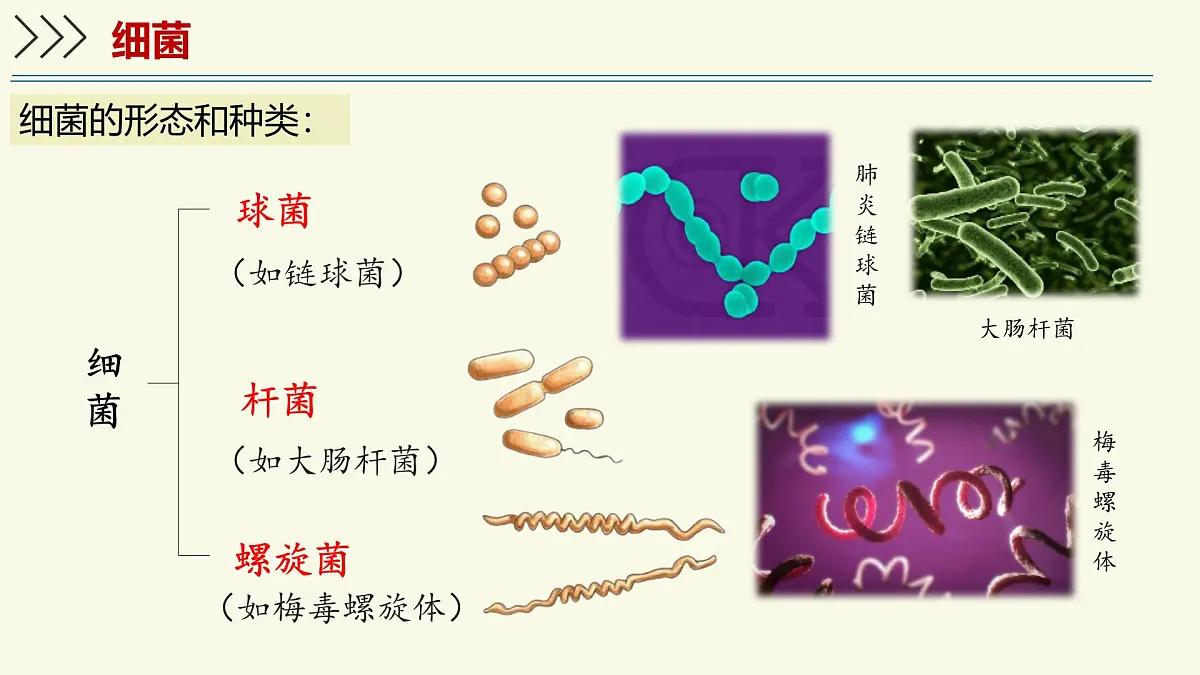 2.5.1真菌、细菌和病毒-第2课时 细菌（教学课件）——初中生物学苏教版（2024）七年级上册第7页