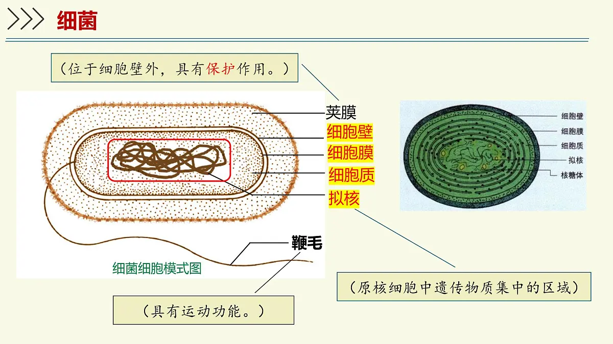 2.5.1真菌、细菌和病毒-第2课时 细菌（教学课件）——初中生物学苏教版（2024）七年级上册第8页