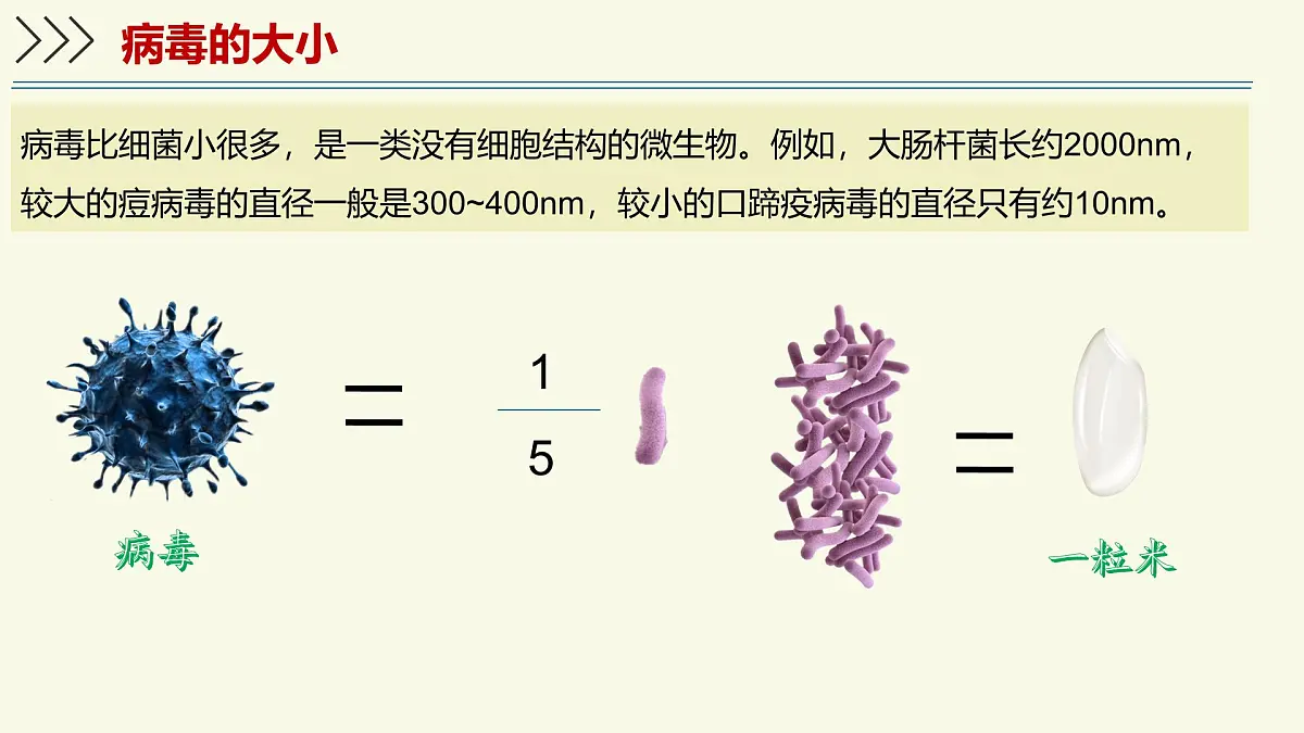 2.5.1真菌、细菌和病毒-第3课时 病毒（教学课件）——初中生物学苏教版（2024）七年级上册第4页