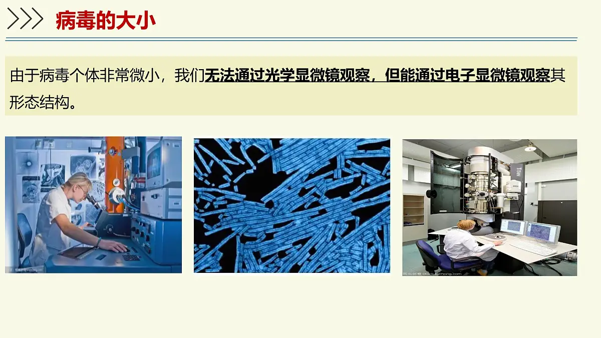 2.5.1真菌、细菌和病毒-第3课时 病毒（教学课件）——初中生物学苏教版（2024）七年级上册第5页