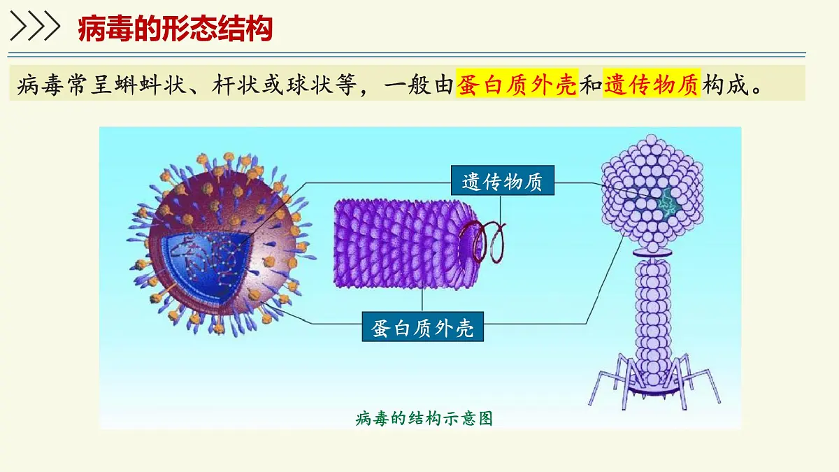2.5.1真菌、细菌和病毒-第3课时 病毒（教学课件）——初中生物学苏教版（2024）七年级上册第6页