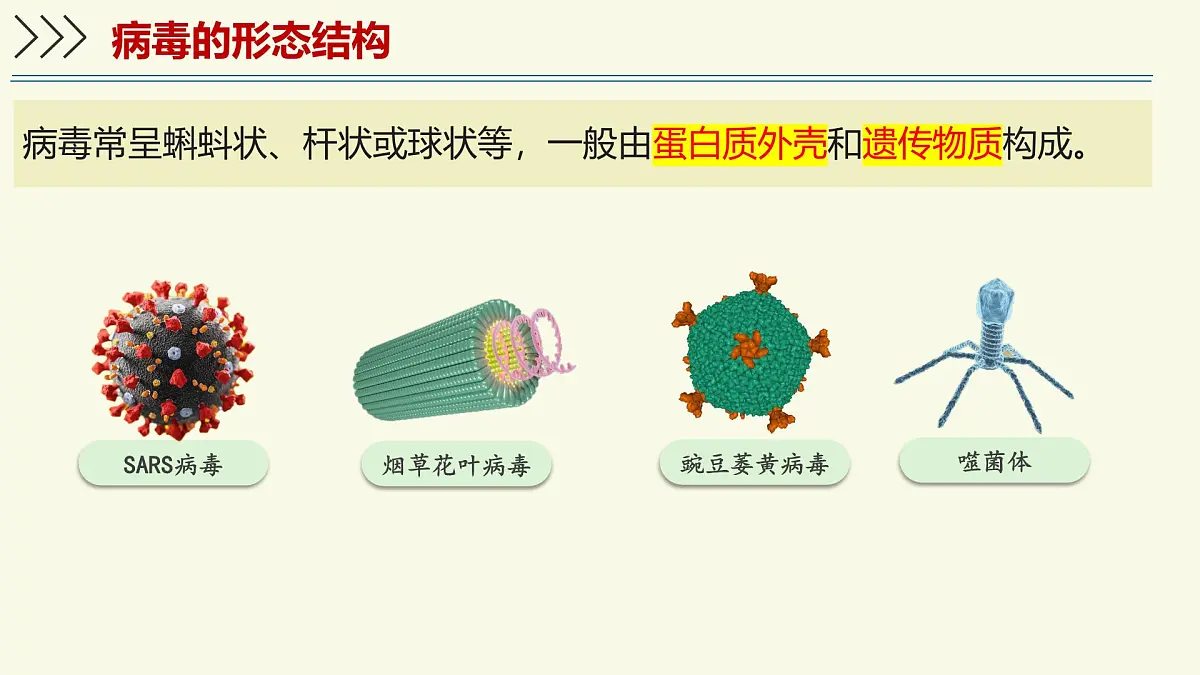 2.5.1真菌、细菌和病毒-第3课时 病毒（教学课件）——初中生物学苏教版（2024）七年级上册第7页