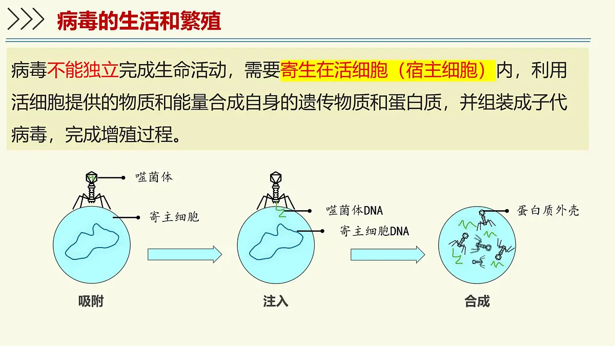 2.5.1真菌、细菌和病毒-第3课时 病毒（教学课件）——初中生物学苏教版（2024）七年级上册第8页