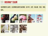 2.5.2微生物和人類的關(guān)系（教學(xué)課件）——初中生物學(xué)蘇教版（2024）七年級上冊