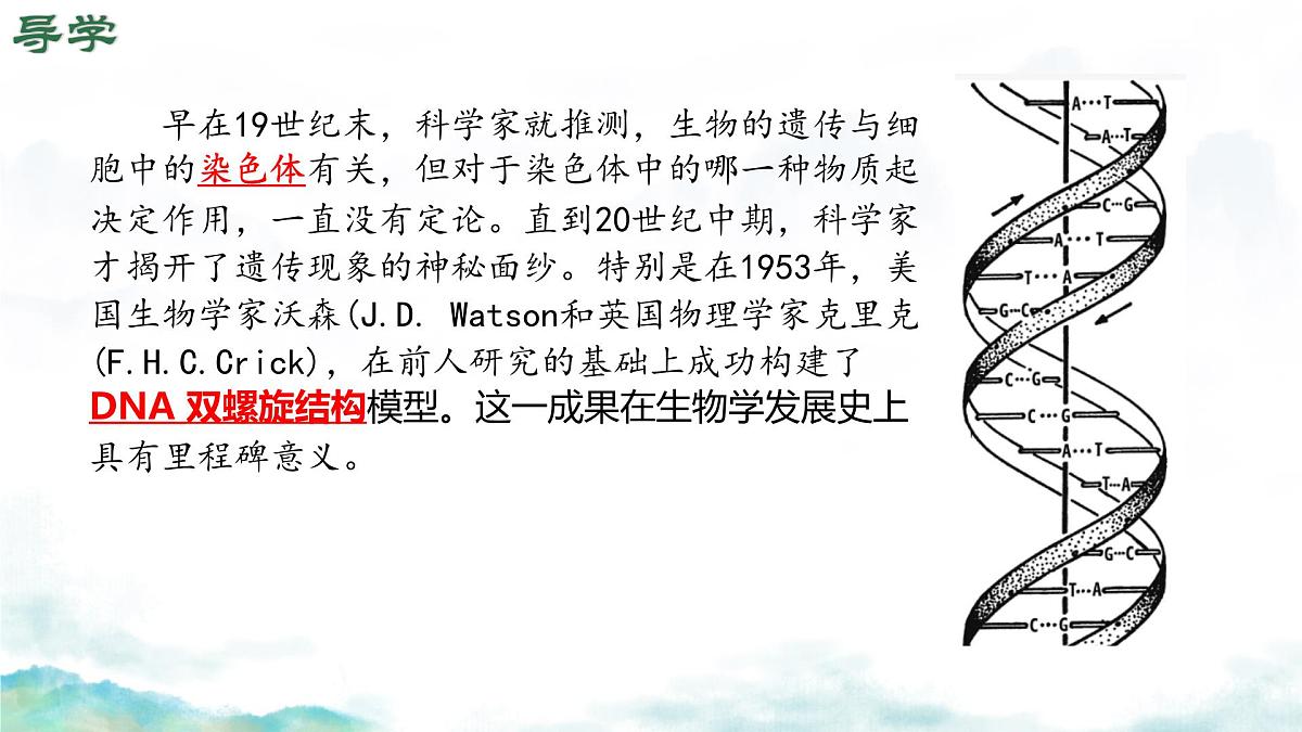 初中生物济南版（2024）七年级下册4.3.1 DNA是主要的遗传物质 课件第2页