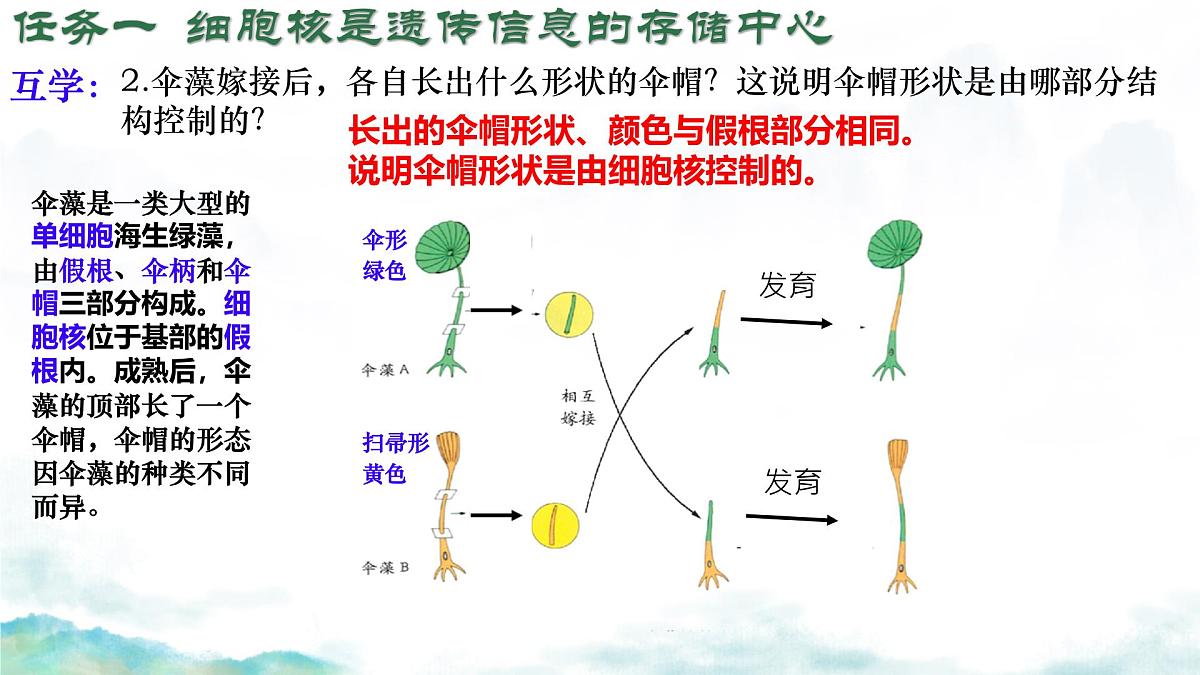 初中生物济南版（2024）七年级下册4.3.1 DNA是主要的遗传物质 课件第7页