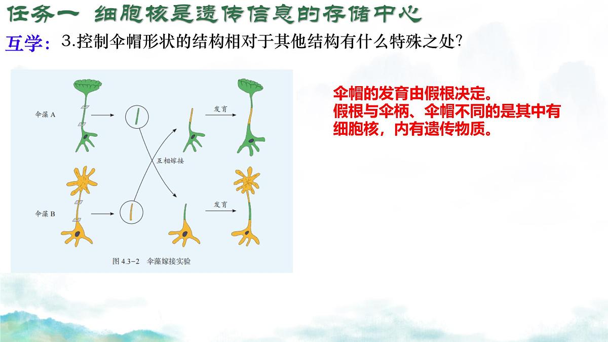 初中生物济南版（2024）七年级下册4.3.1 DNA是主要的遗传物质 课件第8页