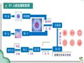 初中 生物人教版（2024）七年級下冊第四單元 人體生理與健康 復習課件