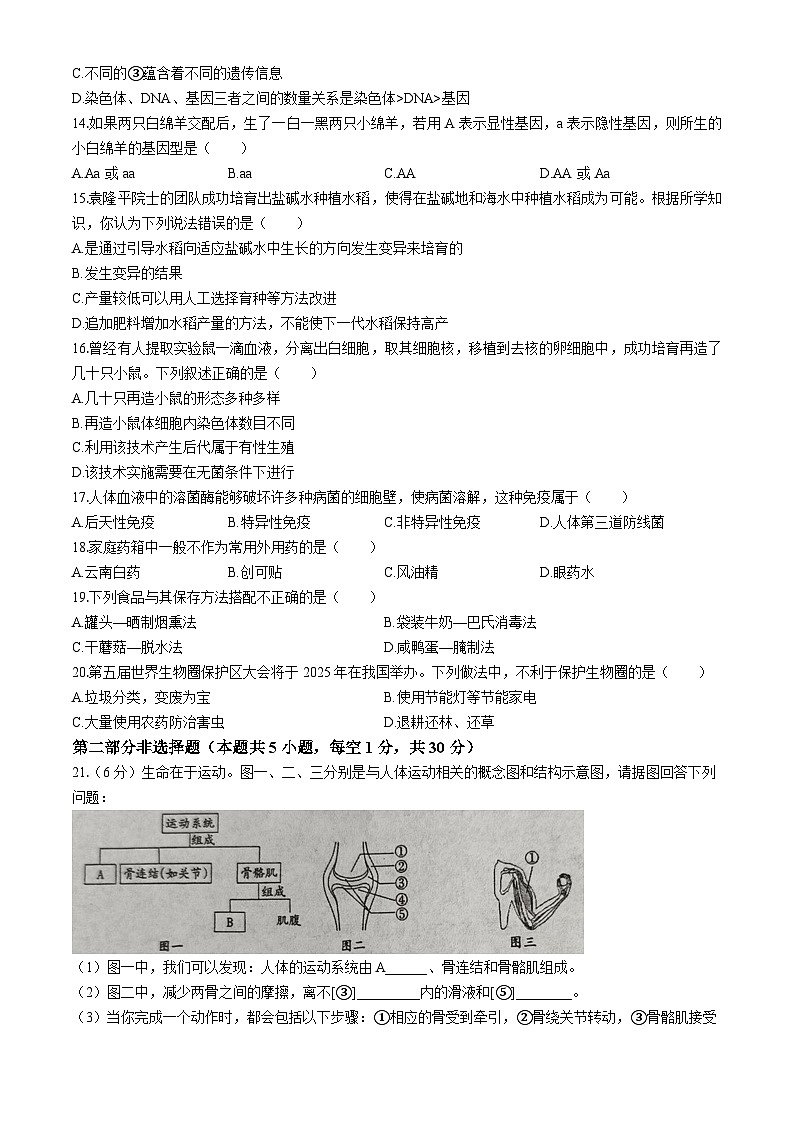 河南省洛阳市洛宁县2024-2025学年八年级下学期期中生物试题第3页