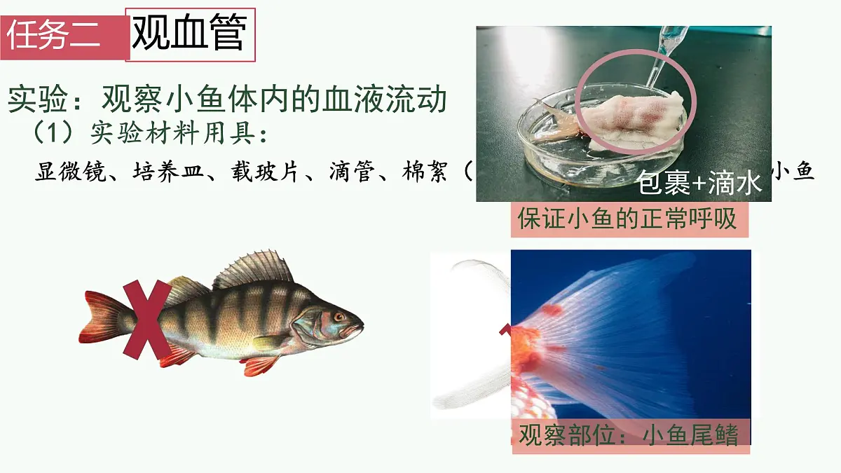 初中 生物 人教版（2024）七年级下册4.4.2 血流的管道——血管 课件第4页
