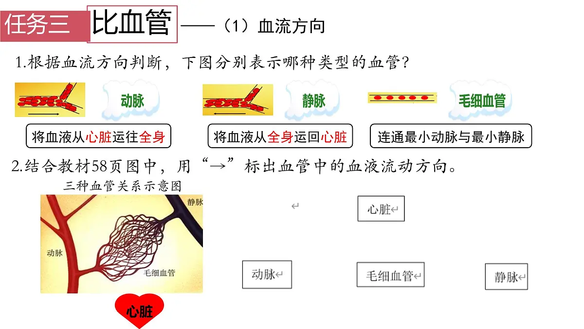 初中 生物 人教版（2024）七年级下册4.4.2 血流的管道——血管 课件第8页