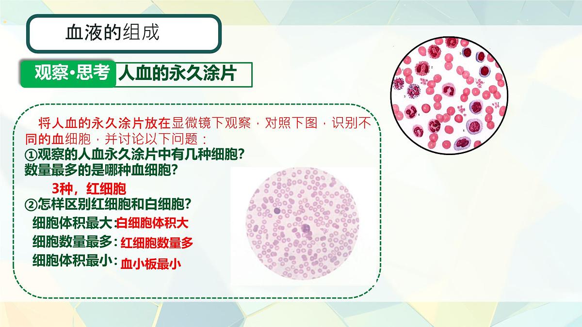 初中 生物 人教版（2024）七年级下册4.4.1 流动的组织——血液 课件第8页