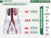 初中 生物 人教版（2024）七年級(jí)下冊(cè)4.5 人體內(nèi)廢物的排出 課件