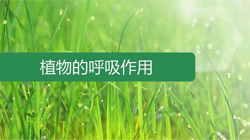 初中 生物 苏教版（2024）七年级下册4.11.2 植物的呼吸作用 课件第1页