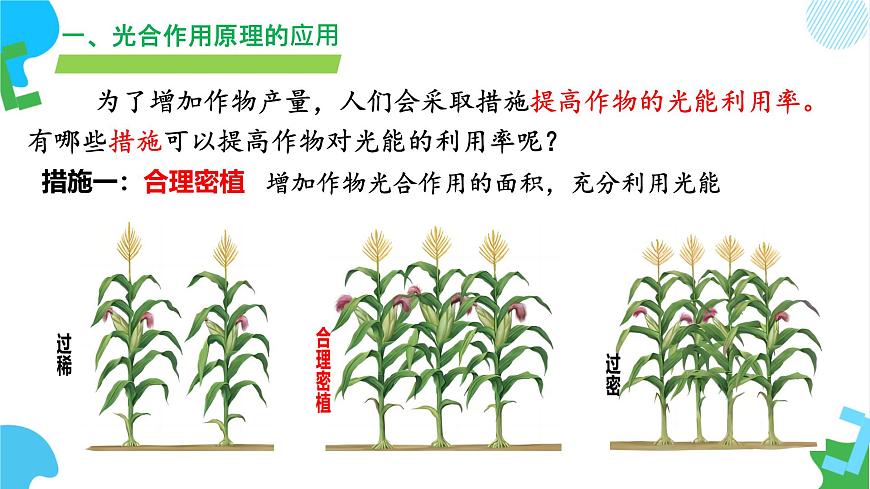 初中 生物 苏教版（2024）七年级下册4.11.3 光合作用和呼吸作用原理的应用 课件第8页