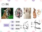 初中 生物 魯科版 (五四制)2024 六年級下冊3.2.5 哺乳類 課件