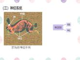 初中 生物 魯科版 (五四制)2024 六年級下冊3.2.5 哺乳類 課件