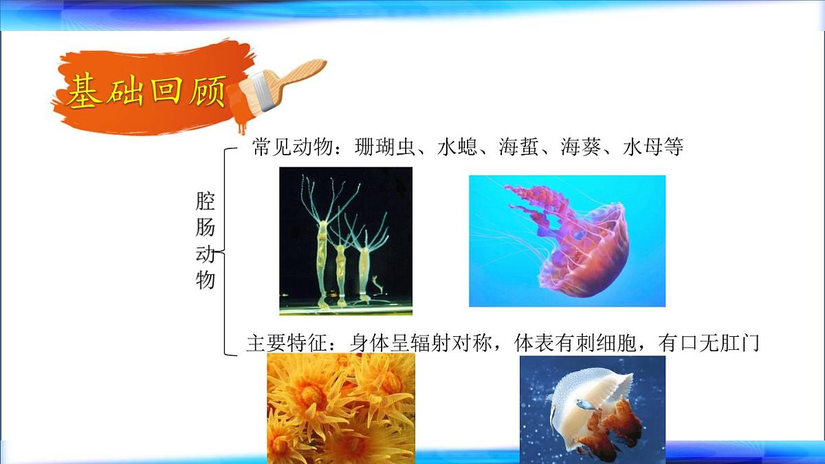 初中 生物 鲁科版 (五四制)2024 六年级下册3.2动物的主要类群 课件第3页