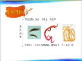 初中 生物 魯科版 (五四制)2024 六年級下冊3.2動物的主要類群 課件