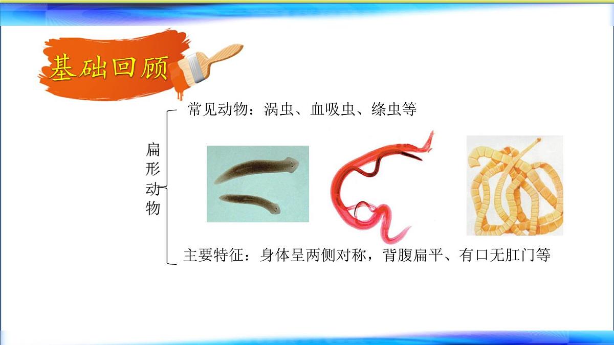 初中 生物 鲁科版 (五四制)2024 六年级下册3.2动物的主要类群 课件第4页