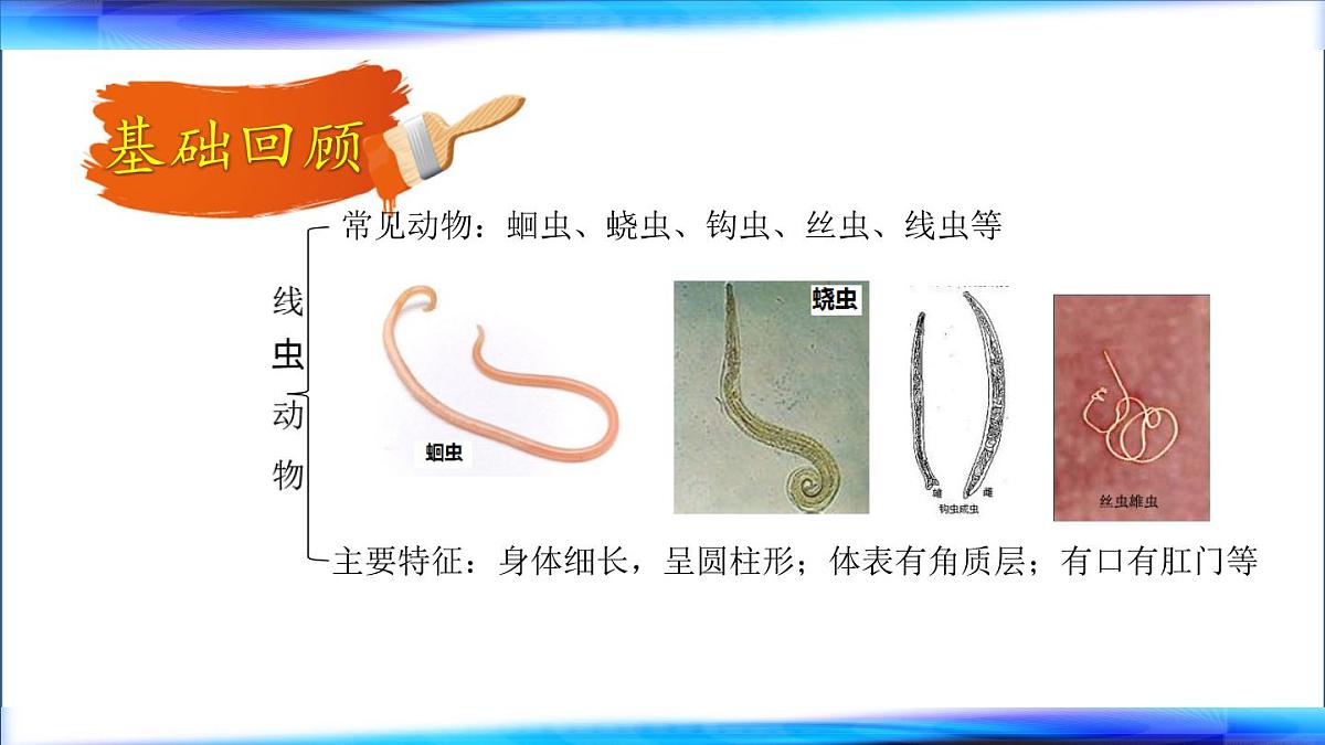 初中 生物 鲁科版 (五四制)2024 六年级下册3.2动物的主要类群 课件第5页
