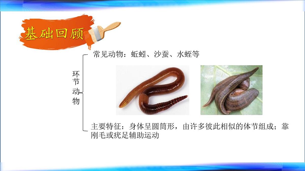 初中 生物 鲁科版 (五四制)2024 六年级下册3.2动物的主要类群 课件第6页