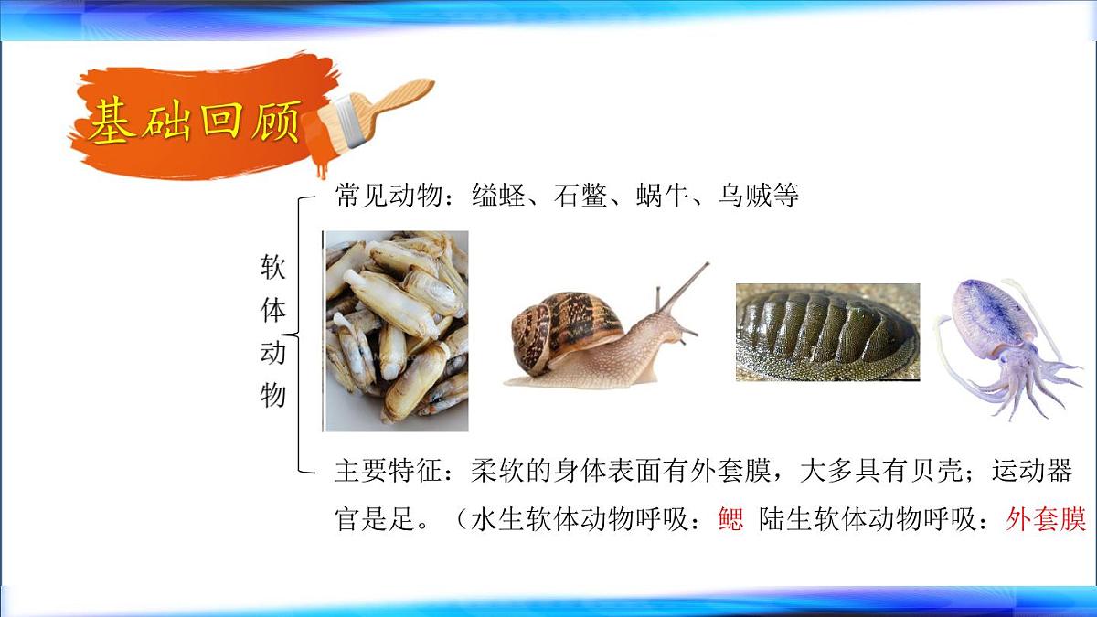初中 生物 鲁科版 (五四制)2024 六年级下册3.2动物的主要类群 课件第7页
