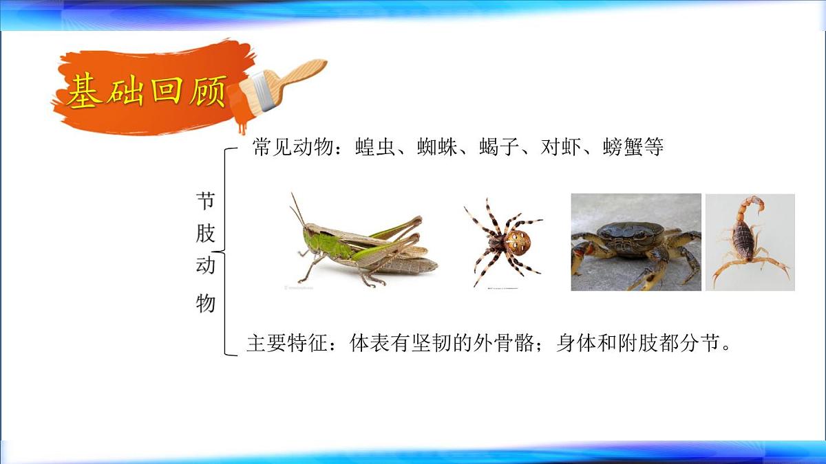 初中 生物 鲁科版 (五四制)2024 六年级下册3.2动物的主要类群 课件第8页