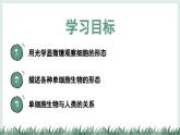 1.1.2細(xì)胞的形態(tài)（教學(xué)課件）——初中生物學(xué)冀少版（2024）七年級上冊