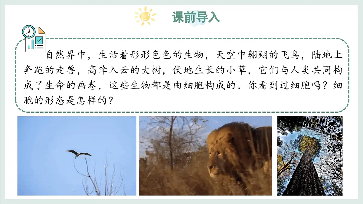1.1.2细胞的形态（教学课件）——初中生物学冀少版（2024）七年级上册第3页