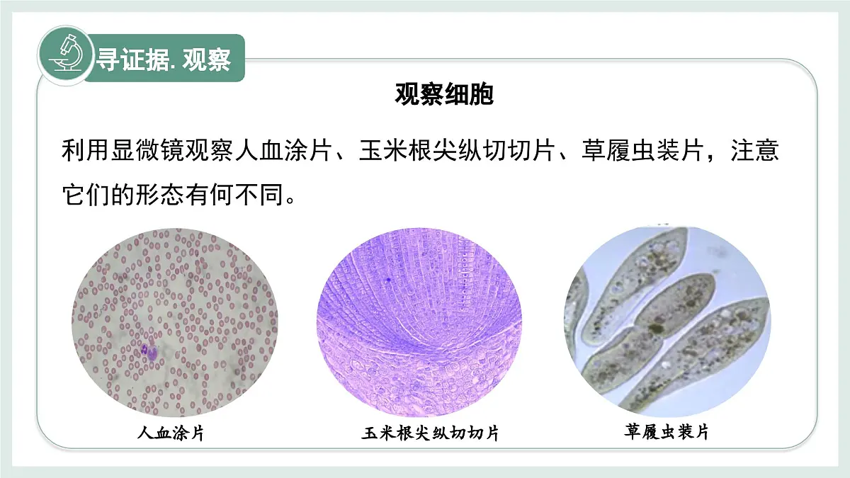 1.1.2细胞的形态（教学课件）——初中生物学冀少版（2024）七年级上册第4页
