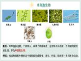 1.1.2細(xì)胞的形態(tài)（教學(xué)課件）——初中生物學(xué)冀少版（2024）七年級上冊