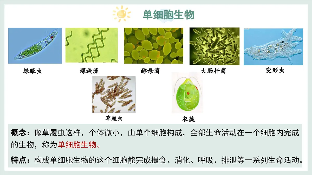 1.1.2细胞的形态（教学课件）——初中生物学冀少版（2024）七年级上册第5页