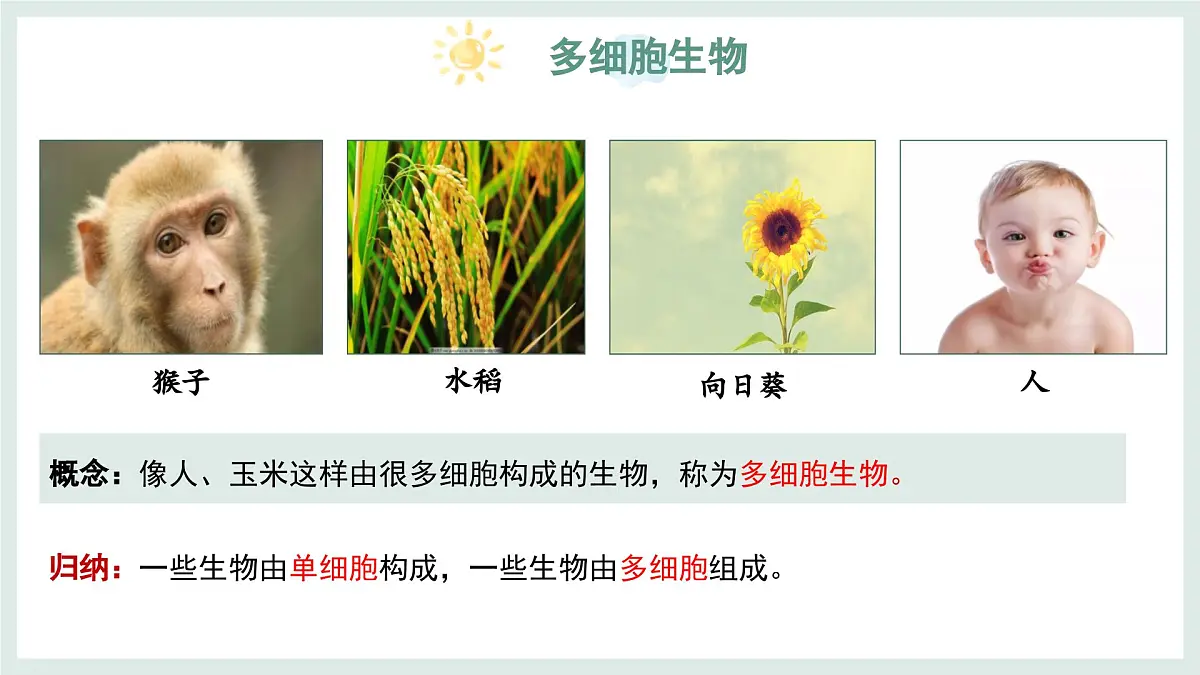 1.1.2细胞的形态（教学课件）——初中生物学冀少版（2024）七年级上册第6页