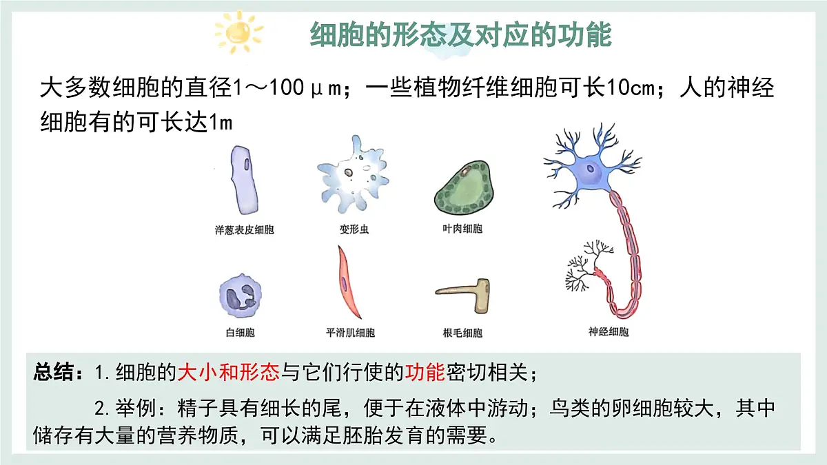 1.1.2细胞的形态（教学课件）——初中生物学冀少版（2024）七年级上册第7页